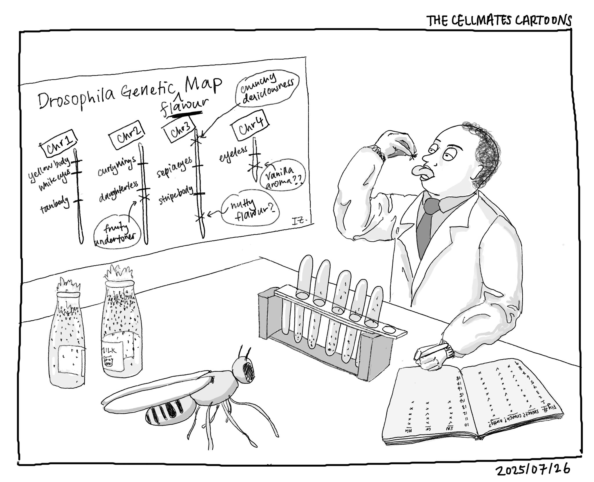 The Cellmates Cartoons by Isabelle Zane: a comic strip by Isabelle Zane about life as a PhD student in biology